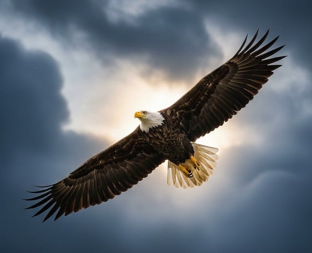Free bald eagle flying eagle wings spread bird of prey photography illustration