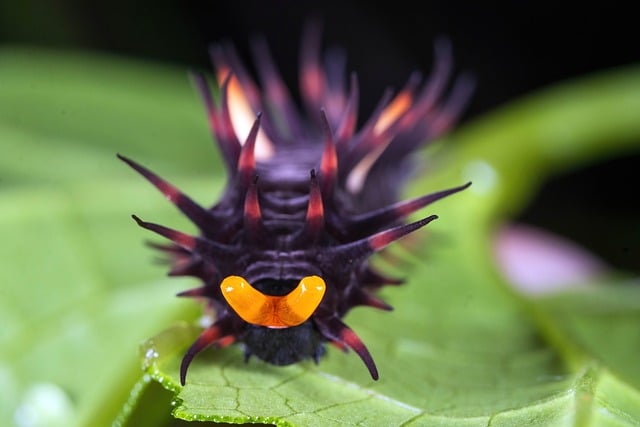 Caterpillar Nature Insect - Free photo on Pixabay