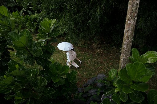 Bosque, Naturaleza, Lluvia, Sombrilla