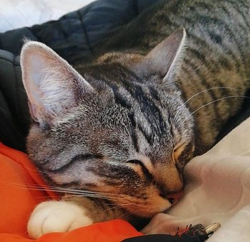 Kat, Dyr, Feline, Portræt, Tiger
