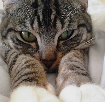 Kat, Dyr, Feline, Portræt, Pattedyr