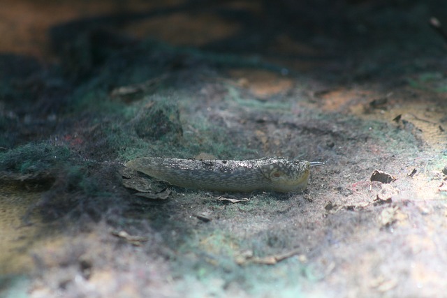 Free Snail Nature photo and picture