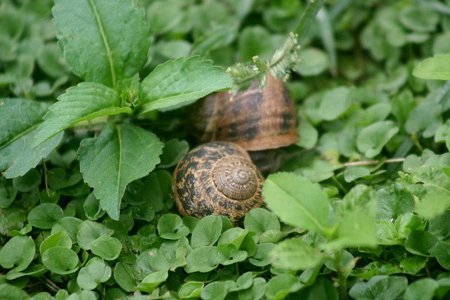 Free Snail Nature photo and picture