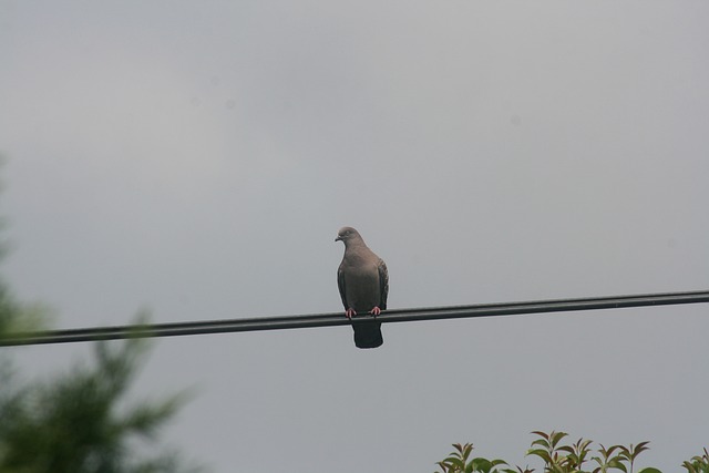 Free Pigeon Wires photo and picture