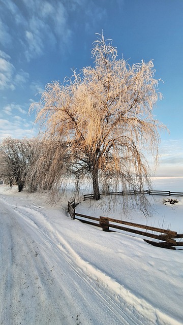 Free Tree Nature photo and picture