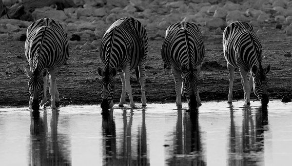Zebra, Natur, Afrika, Tierwelt, Safari