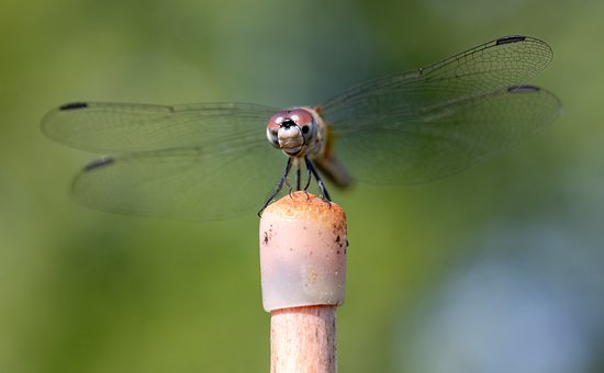Libelle, Insekt, Natur, Makrofotografie