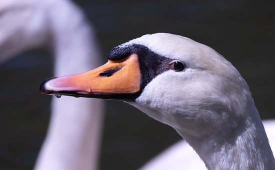 Schwan, Vögel, Wildtiere, Federn