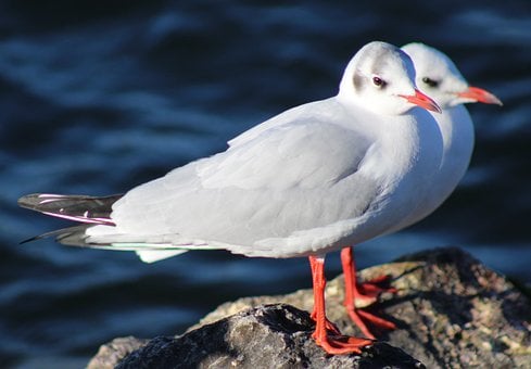 Free Seagulls Birds photo and picture