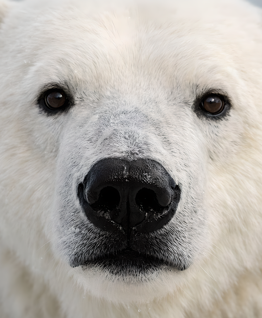 Free Icebear Arctic photo and picture