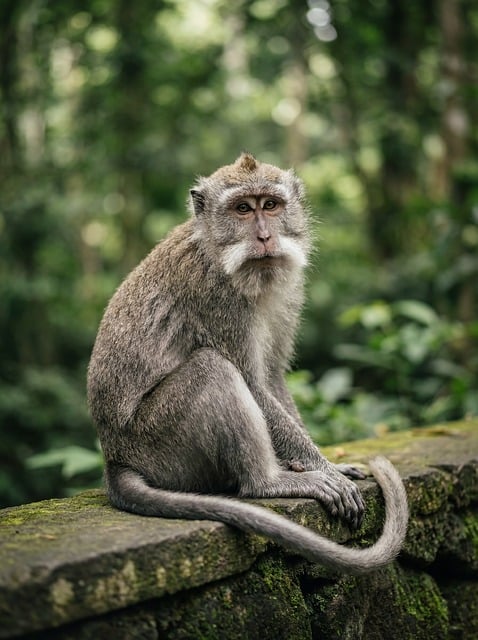 monkey, macaque, primate, wildlife, nature, animal, jungle, forest, bali, ubud, long-tailed macaque, crab-eating macaque, tropical, exotic, mammal, portrait, wild, green, moss, stone wall, southeast asia, staring, fur, looking at camera, outdoor