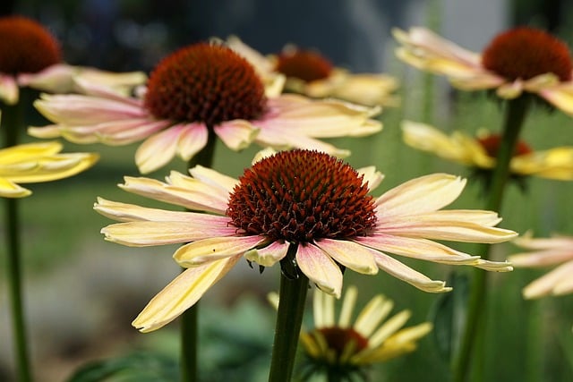 Free Rudbeckia Flower Wallpaper photo and picture