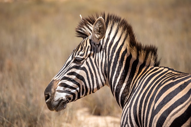 Download free HD stock image of Zebra Wildlife Free Zebra Wildlife photo and picture