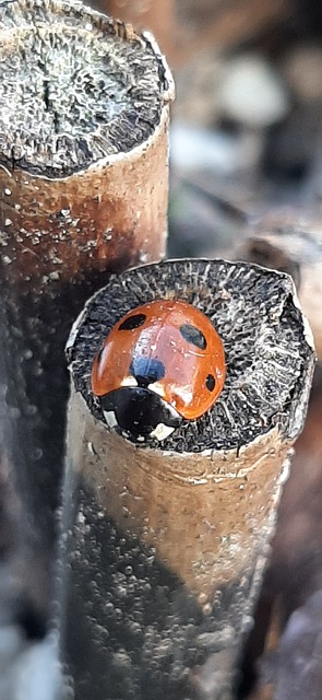 Free Ladybug Nature photo and picture