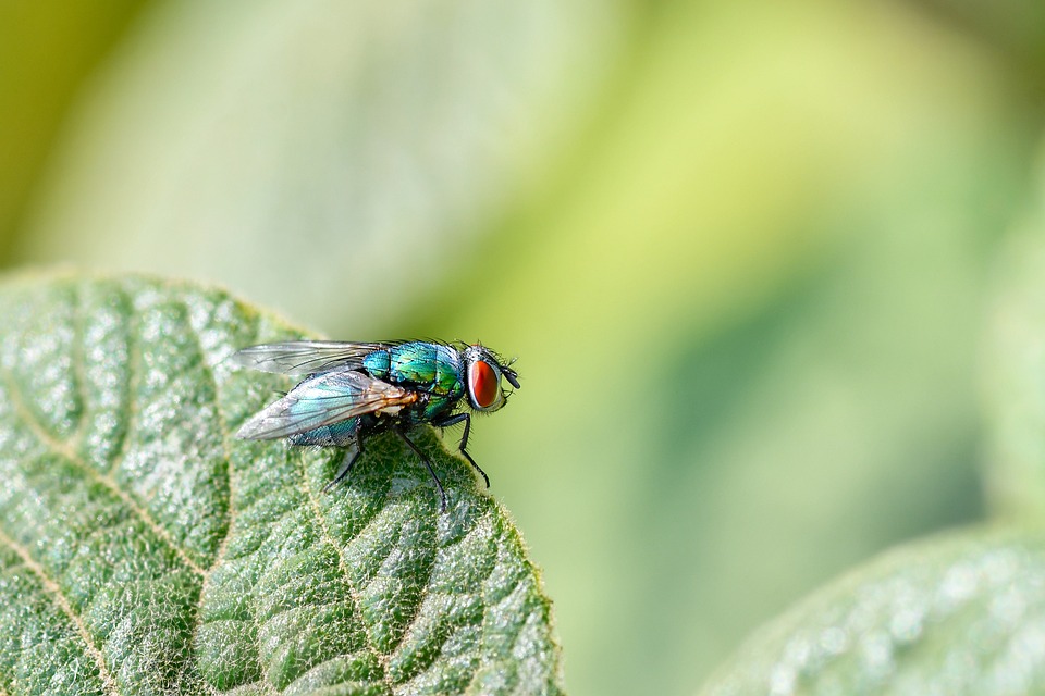 Fly Blue Insect - Free photo on Pixabay