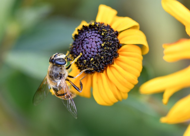 Hoverfly Insect Fly - Free photo on Pixabay