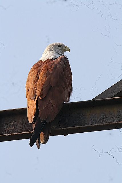 Free Bird Of Prey White Head photo and picture