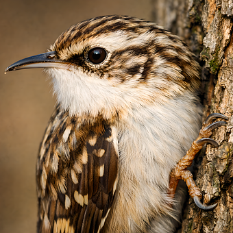 Free Treecreeper Nature photo and picture
