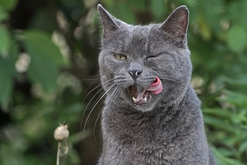 Free Animal Feline photo and picture