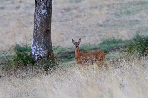 Free Animal Mammal photo and picture