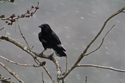 Free Bird Crow photo and picture