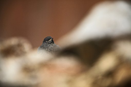 Free Bird Animal photo and picture