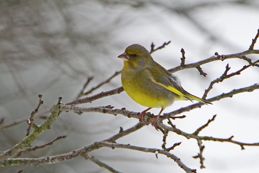 Free Bird Greenfinch photo and picture