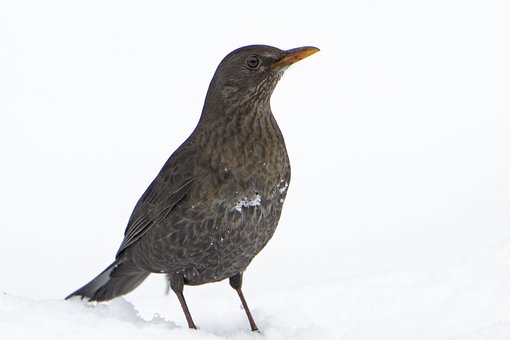 Free Blackbird Bird photo and picture