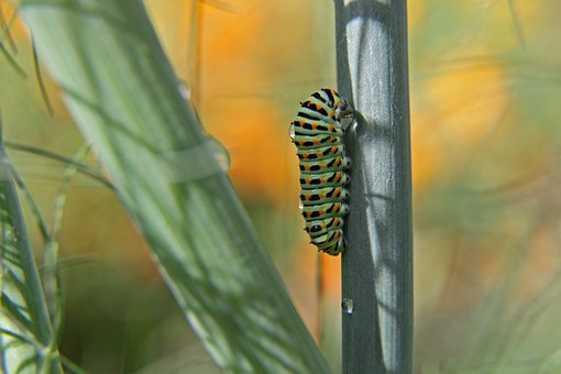 Free Caterpillar Macaon photo and picture
