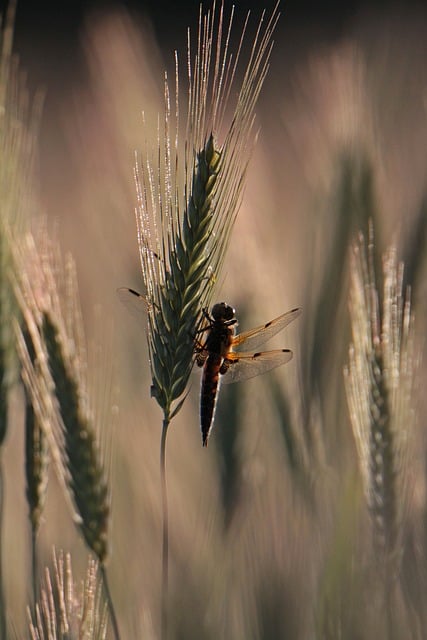 Free Dragonfly Entomology photo and picture