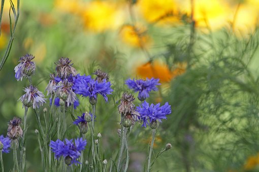 Free Flower Flora photo and picture