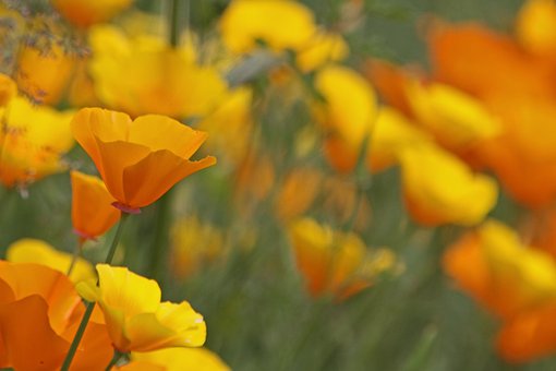 Free Flowers Flora photo and picture