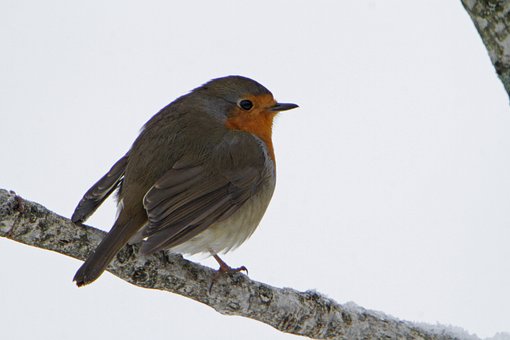 Free Garden Bird photo and picture