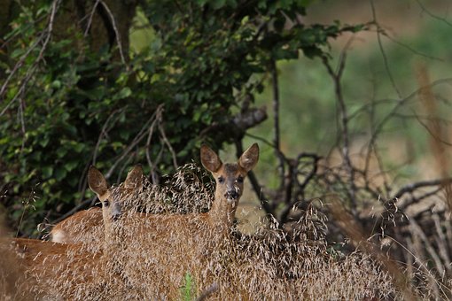 Free Roe Deer Nature photo and picture