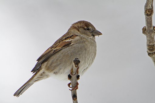 Free Sparrow Bird photo and picture