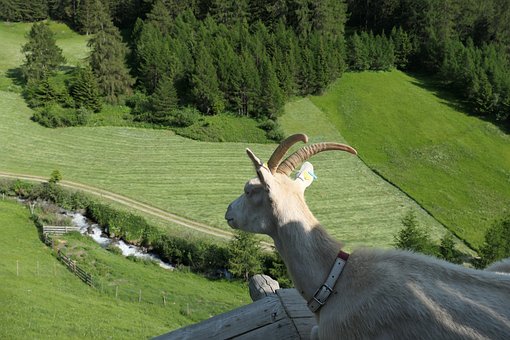 Ged, Talblick, Bjerge, Sydtirol, Gevir