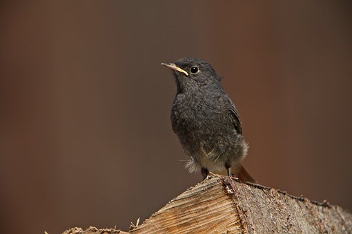Free Bird Garden photo and picture