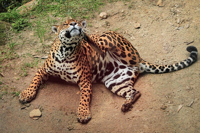 Free Jaguar Wild Animal photo and picture