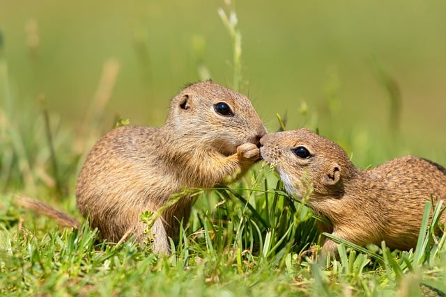 Squirrel, ground squirrel, animal and nature — photo by peterperhac