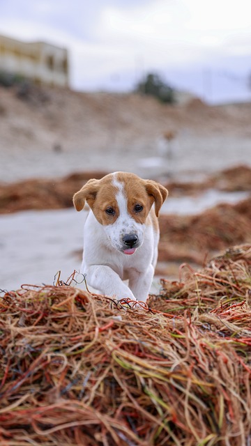 Free Dog Beach photo and picture