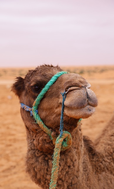 Free Lone Camel In The Desert Camel photo and picture