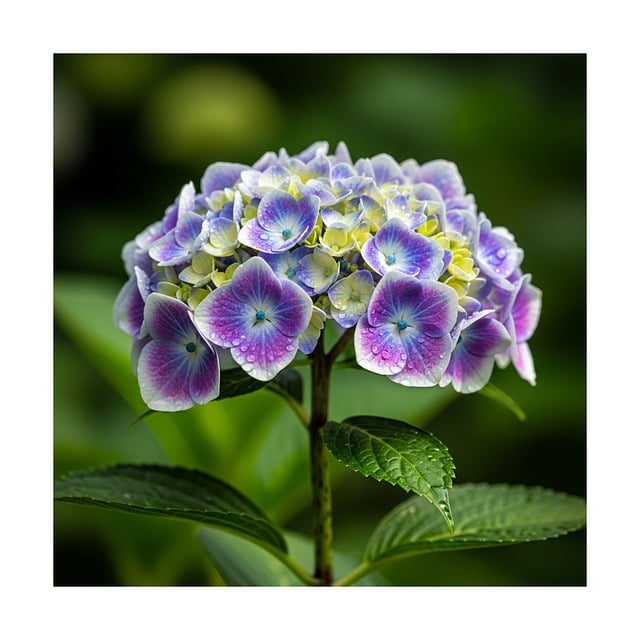 Free purple flowers lavender bloom illustration