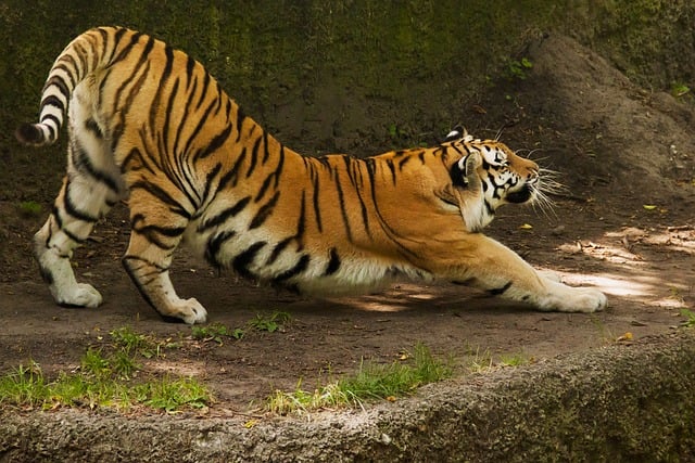 Tiger, Dehnung, Wild, Pelz, Katze
