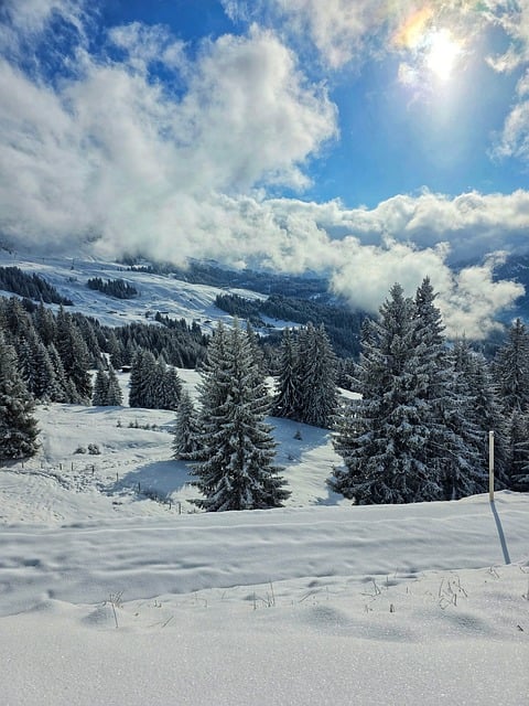 Inverno, Neve, Montagne, Alberi, Foresta