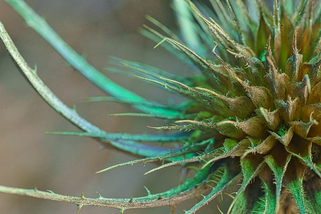 Cardo Selvagem, Fotografia Macro