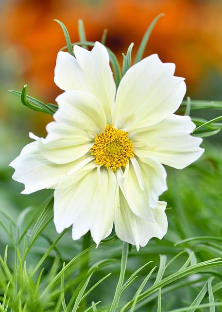Free Cosmos Flower Wallpaper photo and picture