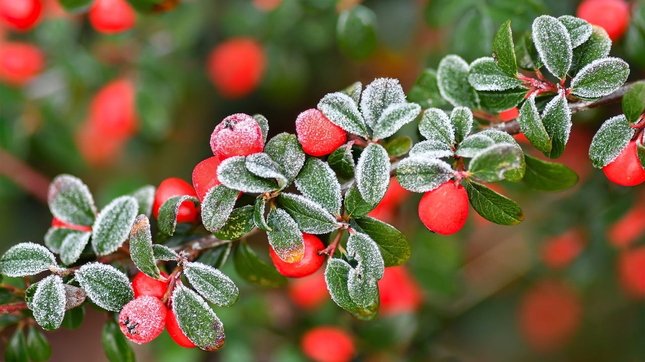 Baies Rouges Hiver Cotoneaster Baies Rouge - Photo gratuite sur Pixabay