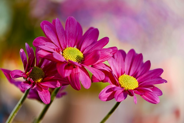 Free Daisy Blooming photo and picture