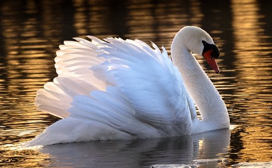 Schwan, Wildtiere, Gefieder, Wasservogel