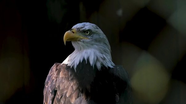 Free Bald-Eagle Bird-Of-Prey photo and picture
